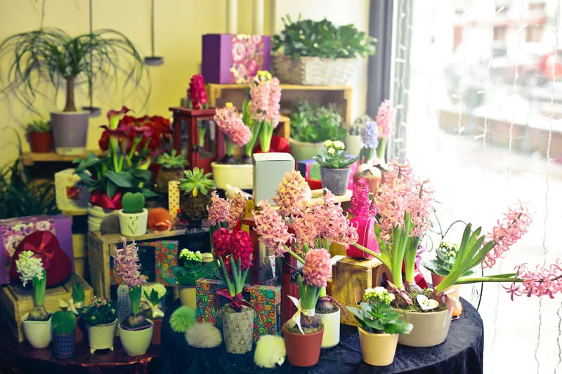 Mostrador de una floristería con macetas y flores de colores junto a una ventana